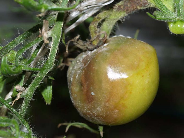 Sick tomato