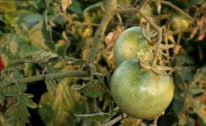 Disease gray rot on tomatoes