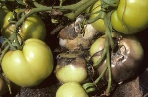 Infected tomatoes