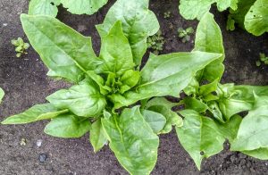 spinach