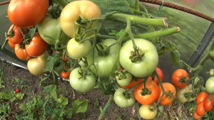 tomatoes on a branch