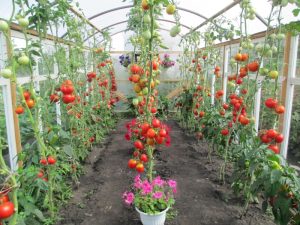tomatoes in the greenhouse