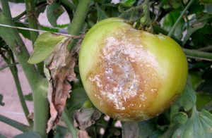 late blight