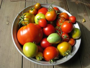 Unripe Tomatoes