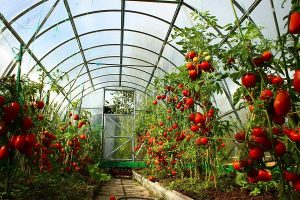 Tie tomatoes in a greenhouse