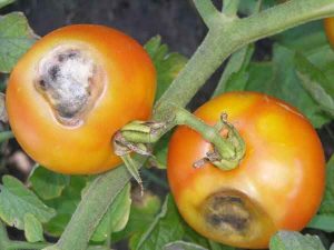 tomatoes
