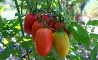 Tomatoes in the garden