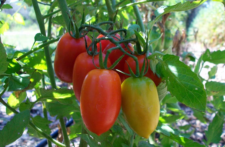 Tomatoes in the garden