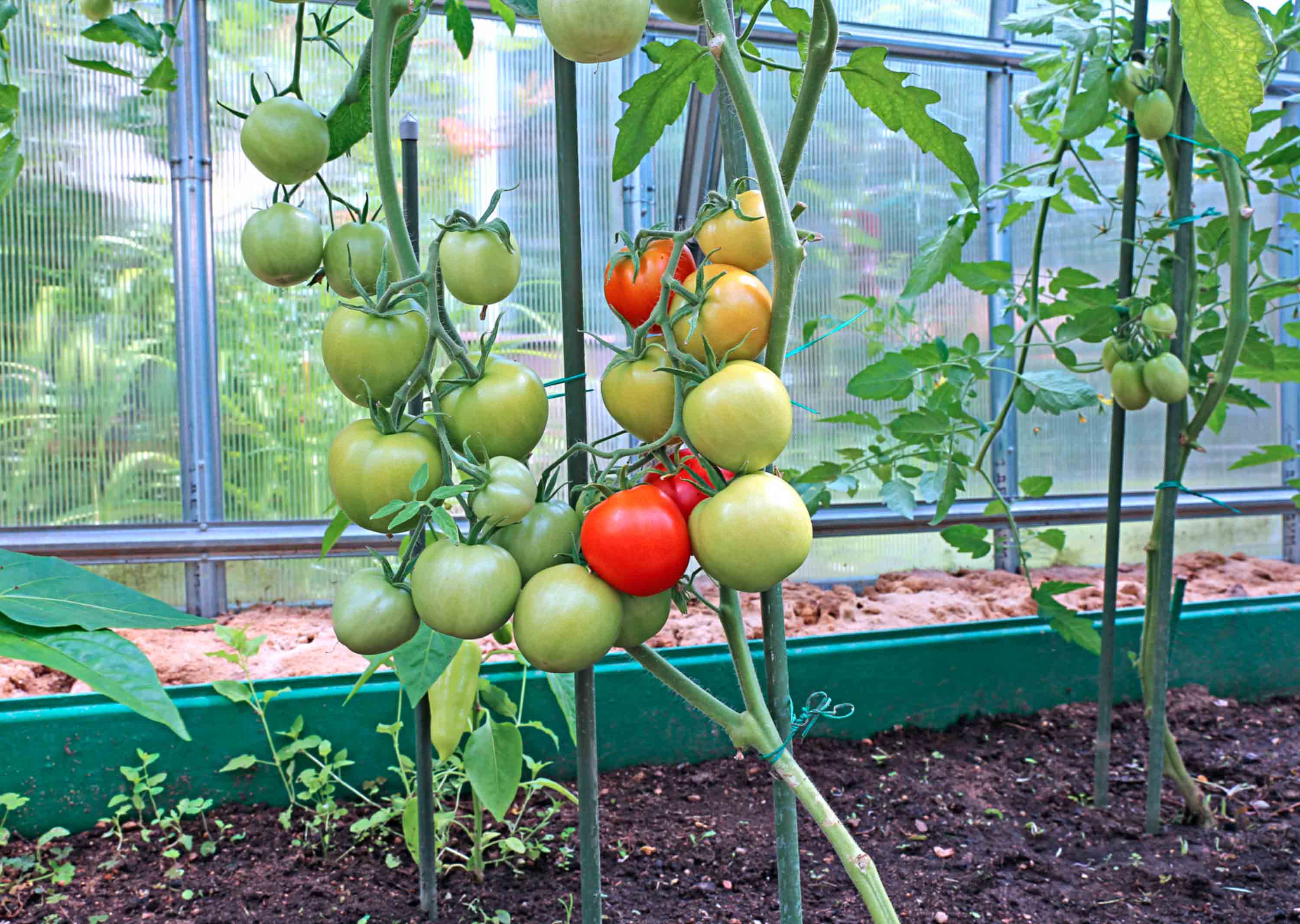Tomatoes in the greenhouse