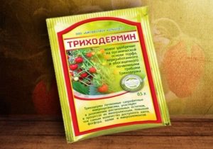 Trichoderma