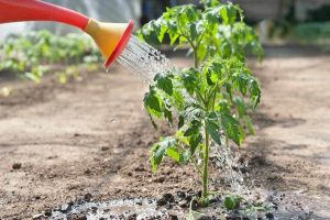 watering