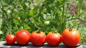 tomatoes in the garden