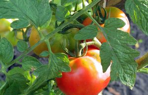 Ripe tomatoes