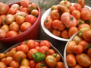 tomato harvest
