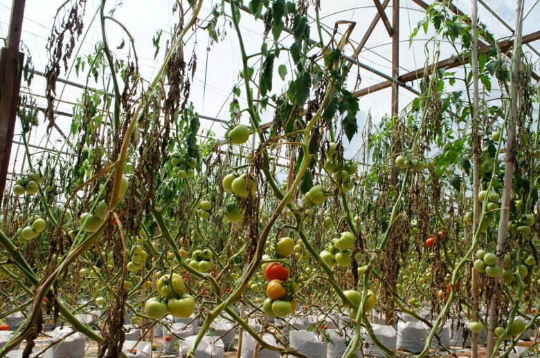 tomatoes fade