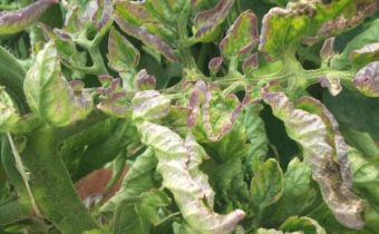 Borba protiv phytophthora phytophthora