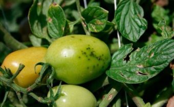 black dots on the fruit