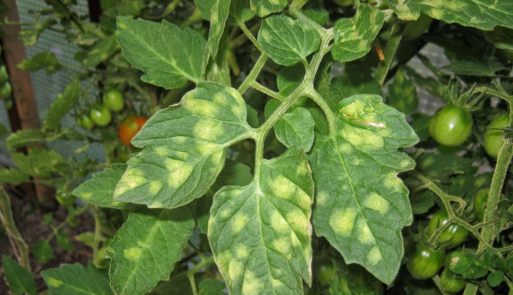 Tomato's Cladosporia