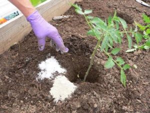 top dressing tomato