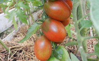 tomatoes