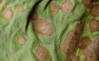 tomato diseases
