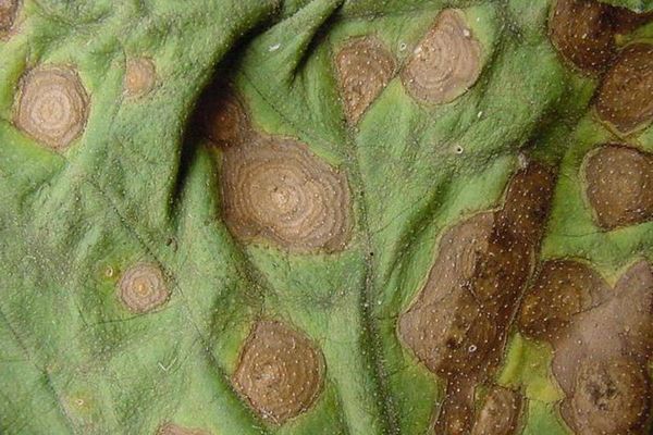 tomato diseases