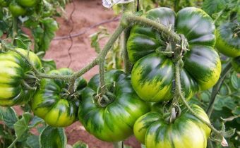 tomatoes