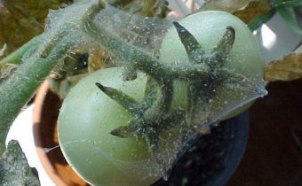 spider mite on tomatoes