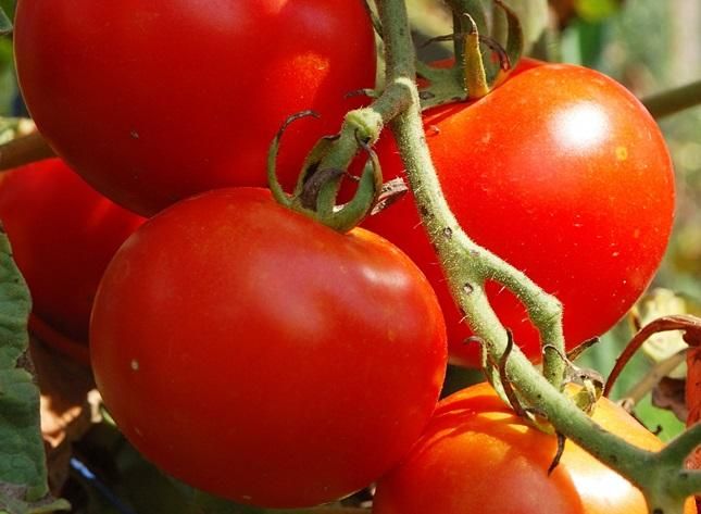 ripe tomatoes