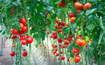 salt for tomato