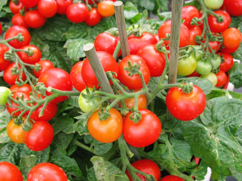 parasite vinegar for tomatoes