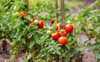 ripe tomatoes
