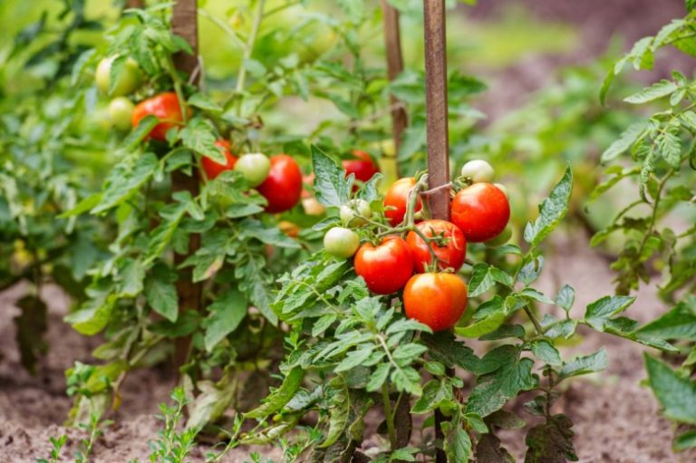 ripe tomatoes