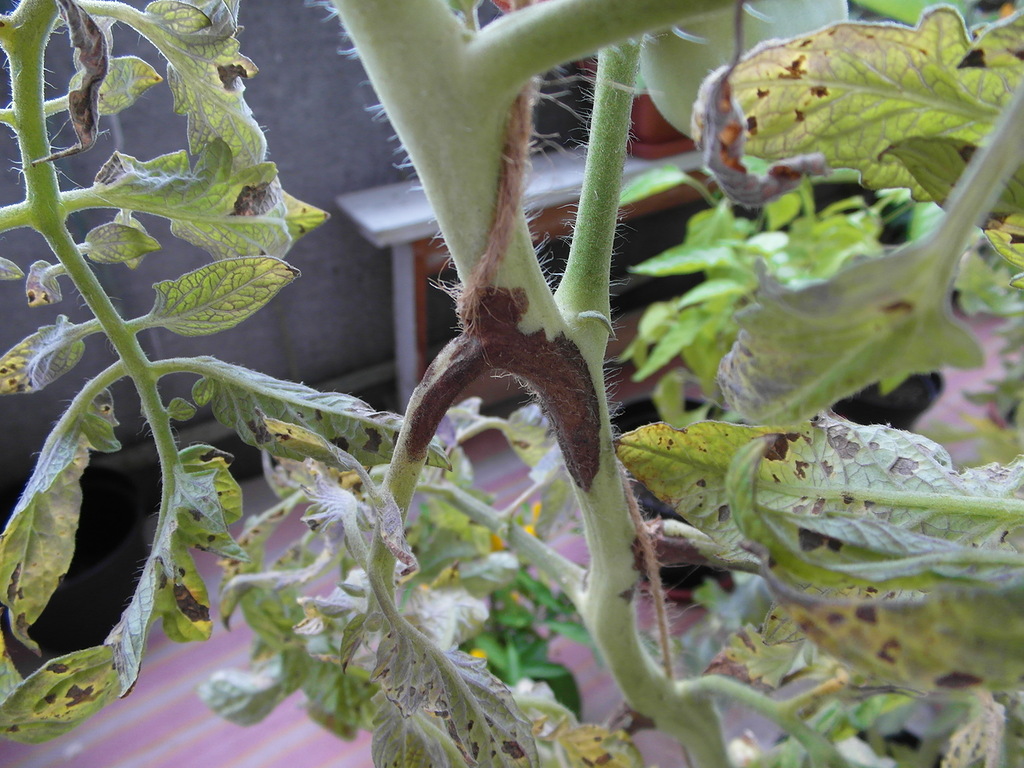 tomato diseases