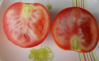 tomatoes