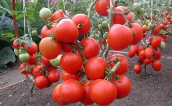 oxyh for tomato