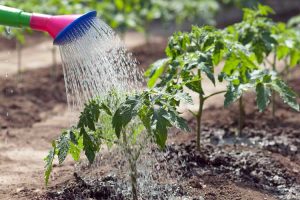 watering a tomato
