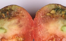 tomato diseases