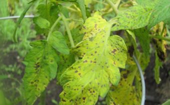 tomato disease