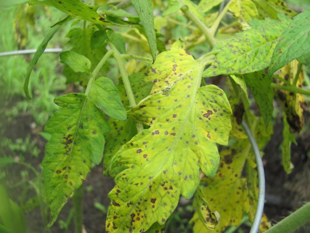 tomato disease