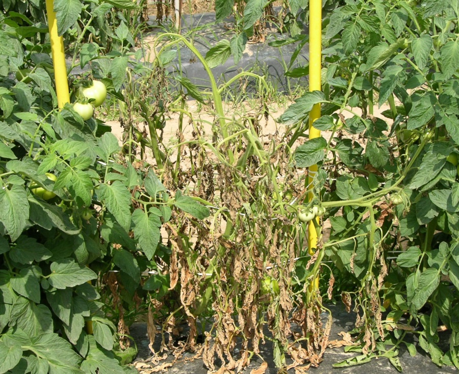 Bacterial wilt