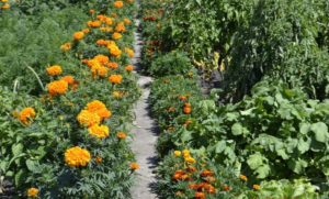 Marigolds na vrtu