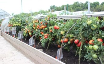 ridge boxes for tomatoes