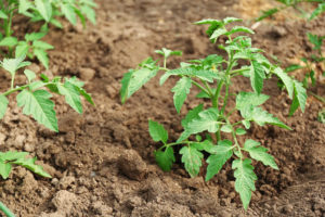 Tomato bush