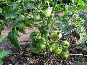 Tomatoes