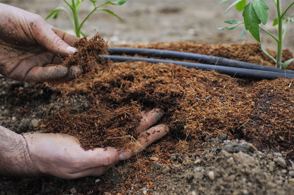 compost and tomatoes