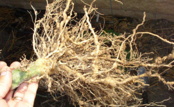 slicing tomato roots