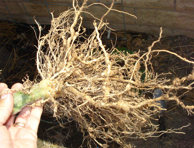 slicing tomato roots