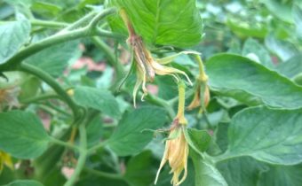 flowers of tomatoes