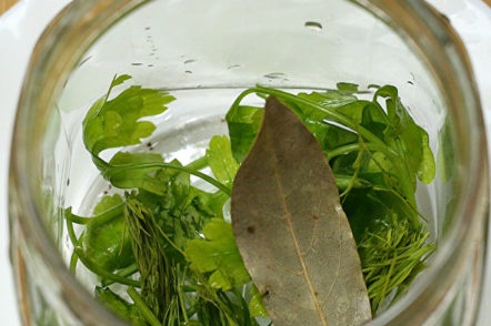herbs in a jar